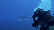 All The Sharks, Image Source - Netflix